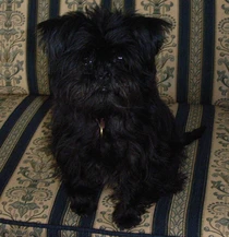 Bild des kleinen Hundes Lakritznase Candy Girl  (Affenpinscher)